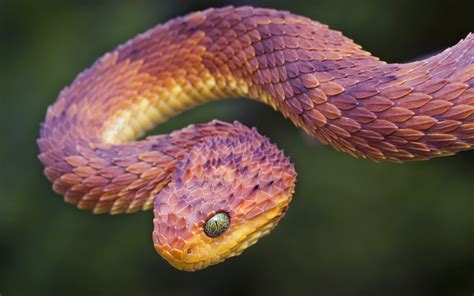 Animals Snake Nature Reptile Vipers Wallpapers Hd Desktop And