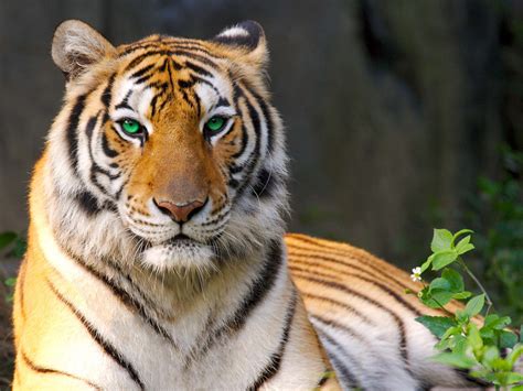 Tigre Wallpapertigerterrestrial Animalmammalwildlifevertebrate