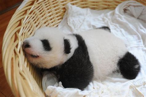 Baby Pandas In Baskets Are Your Daily Cuteness Delivery Panda Baby