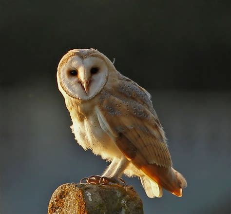 They typically eat mice and other small rodents. The Barn Owl Food Web Images - Frompo