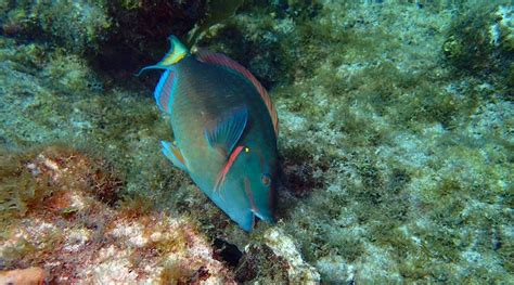 A Stoplight Parrotfish Feeding On Algae New Research Shows That