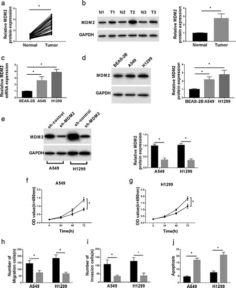 mdm2 downregulation repressed proliferation migration and invasion download scientific