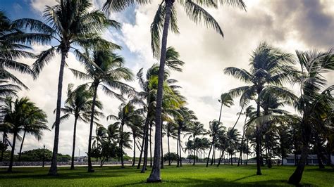 Wallpaper Palm Trees Beach Miami Florida Usa 2560x1600
