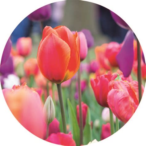 Muurcirkel Tulpen Gewoon Ziezo