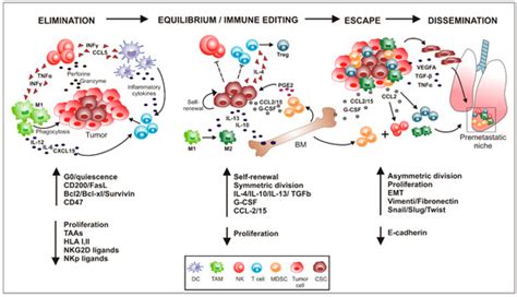 Ijms Free Full Text Influence Of Innate Immunity On Cancer Cell Stemness