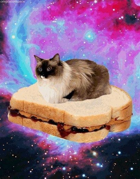 Cat On A Pbj Sandwich Pbjsandwich