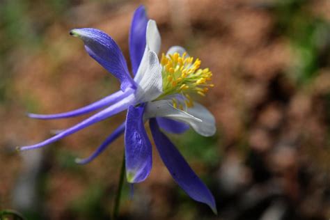Colorado Blue Columbine State Flower Photograph By Marilyn Burton