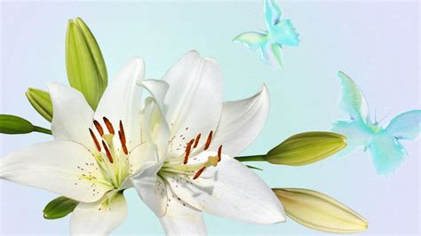Lily Flower Meaning And Symbolism What Do Lily Colours Mean