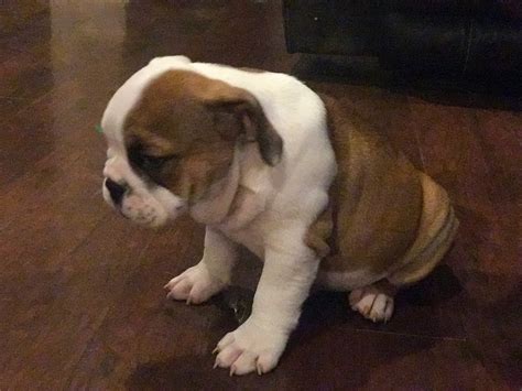 Check spelling or type a new query. English Bulldog Puppies For Sale | Lafayette, LA #251979