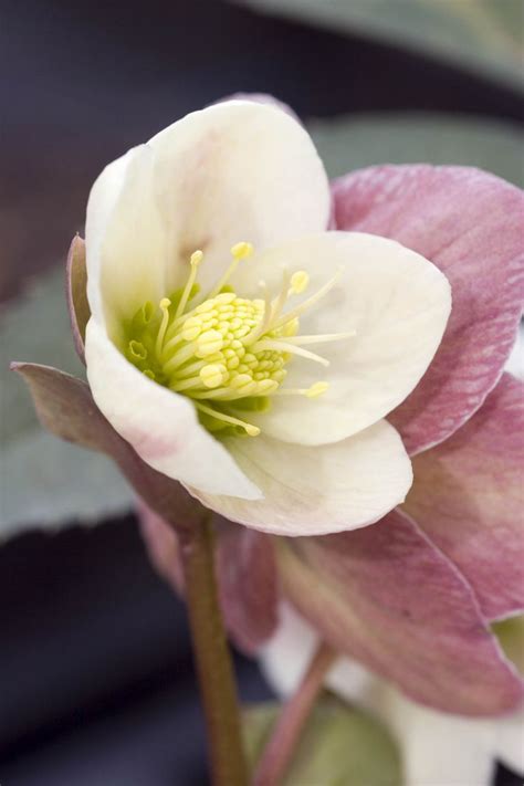 Check spelling or type a new query. Plants That Bloom in Winter - Flowers That Develop In the Cold