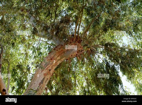 Eucalyptus Tree Stock Photo Alamy