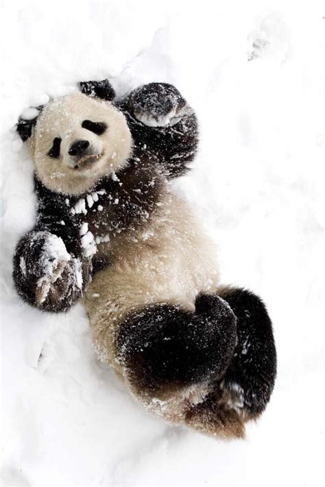 Panda In The Snow Cute Animals Animals Beautiful Panda Bear