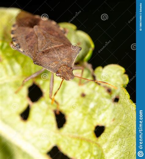 Close Up Of A Bug On A Green Leaf In Nature Stock Photo Image Of
