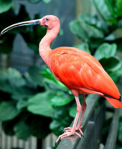 Picture Of A Scarlet Ibis About Wild Animals