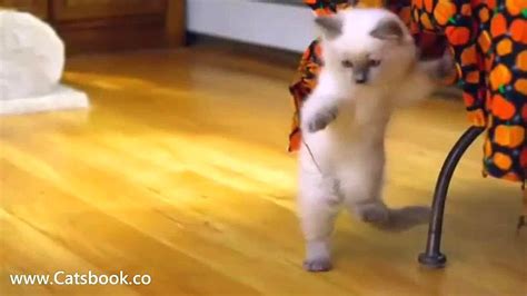Funny Cute Kittens Ragdoll Kitten Youtube