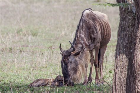 Best Time To Visit Serengeti National Park Serengeti