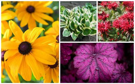 10 Best Perennials For Clay Soil Garden Lovers Club