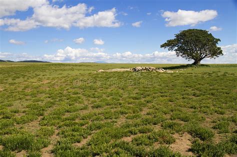 Lonely Tree Savannah Stock Images Download 345 Royalty Free Photos
