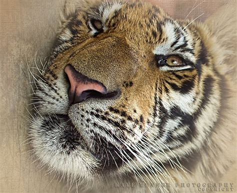 Sleepy Tiger Portrait Quality Prints And Greeting Cards Ca Flickr