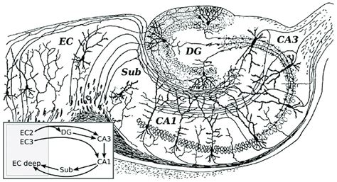 Organization Of The Hippocampal Formation As Originally Drawn By Ramon