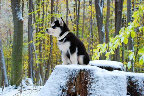 Siberian Husky Sitting On Rock Covered By Snow Hd Wallpaper Wallpaper