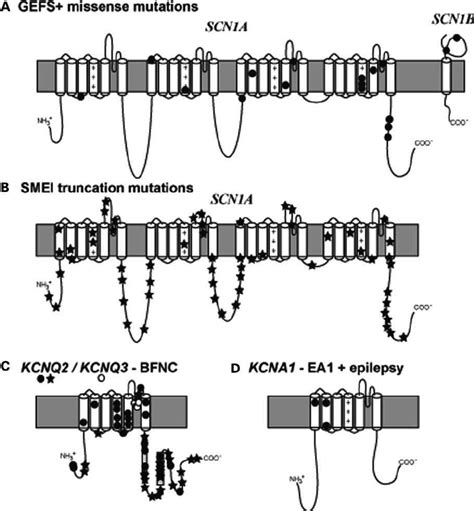 Epilepsy Mutations In Voltage Gated Sodium And Potassium Channel Genes