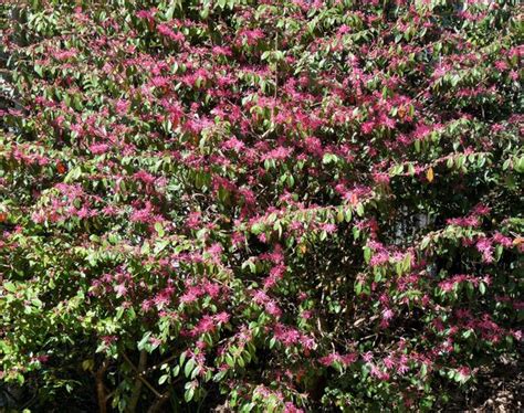 My property has a variety of flowering bushes. Georgia Backyard Nature: Lovely Loropetalum