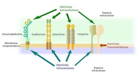 Distintas Moléculas De Adhesión Celular Son Proteínas Transmembrana