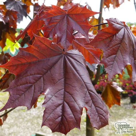 Buy Acer Platanoides Crimson King Norway Maple In The Uk