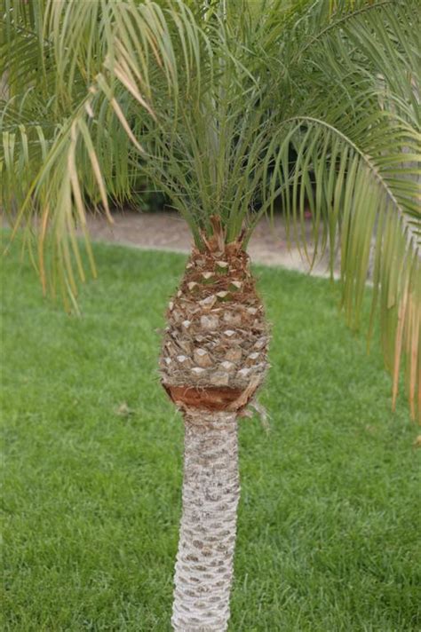 The Pygmy Date Palm Phoenix Roebelenii The Dwarf Date Palm