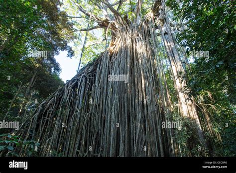 The Famous Curtain Fig Tree Near Yungabarra In The Atherton Tablelands