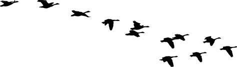 Flying Birds Clipart Free Download On Clipartmag