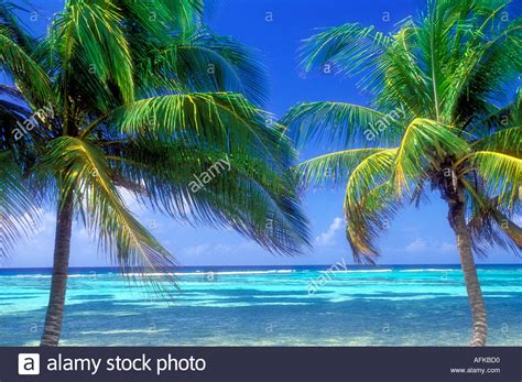 View Of Palm Trees And Ocean Horizon On The Island Of Grand Cayman In