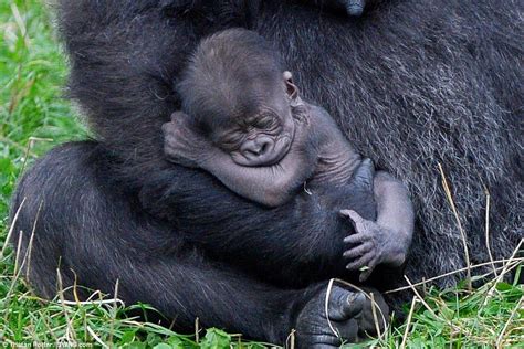 Rare Baby Gorilla Born At Twycross Zoo Baby Gorillas Cute Baby