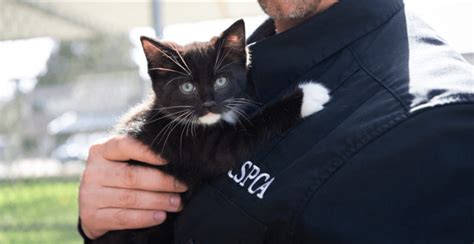 Bc Spca Shelters Overwhelmed By Cats Needing Forever Homes News