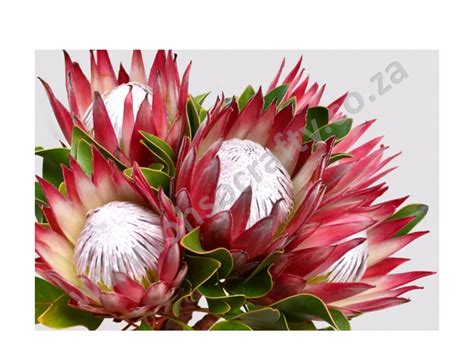 Hawaii vacation news & deals: Proteas Diamond Painting Kit 30cm x 40cm - OHsoCrafty