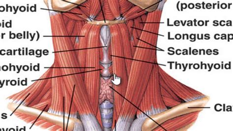 Muscular Anatomy Of The Neck