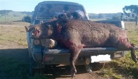 See more of santa catarina notícias on facebook. Javalis gigantes atacam propriedades em Água Doce - Caça ...