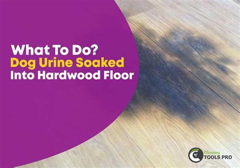 How To Clean Pet Urine From Hardwood Floors Flooring Designs
