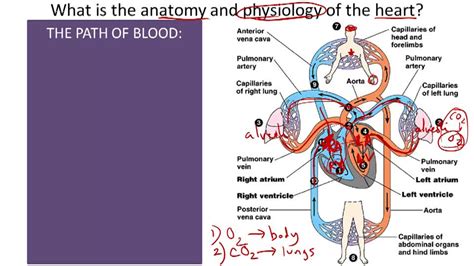Circulatory System Structure And Function Example 1 Video