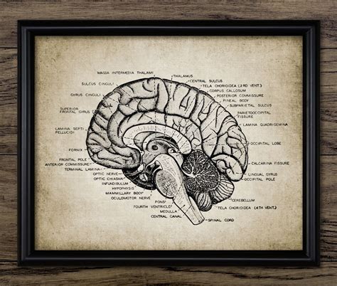 Vintage Human Brain Anatomy Print Neuroscience Human