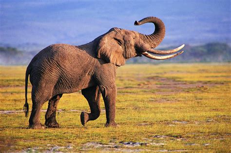 Download Elephant Hd In The Grassland Wallpaper