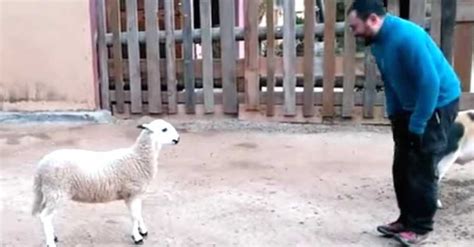 Rescued Lamb Walks Up To A Human Now Pay Attention To His Feet