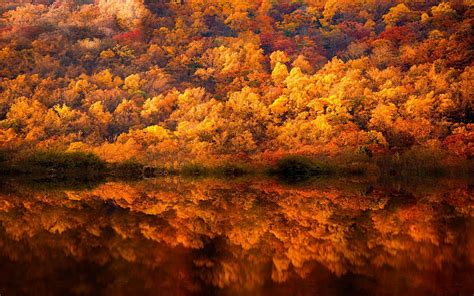 Hd Wallpaper Photo Of Body Of Water And Trees During Autumn Nature