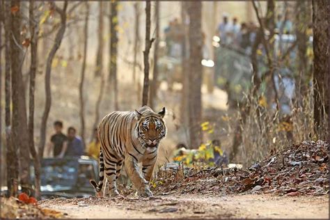 Pench National Park Pench Tiger Reserve And Online Safari Booking