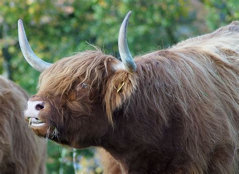 Beef Highland Bull Scottish Hochlandrind Highland Cattle Scottish