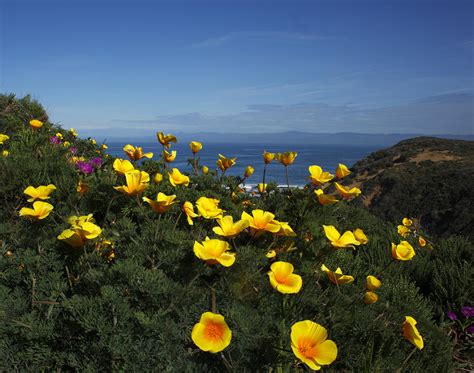 Coastal California Poppies Photograph By Susan Rovira
