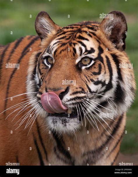 Close Up Of A Bengal Tiger Panthera Tigris Tigris With Its Tongue Out