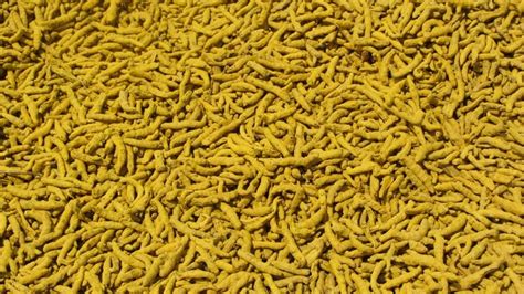 Curcuma Longa Duggirala Dried Turmeric Finger At Rs 81 Kg In Vijayawada