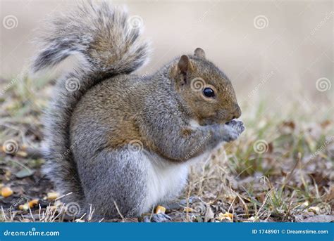 Grey Squirrel Eating Corn Stock Image Image Of Pause 1748901